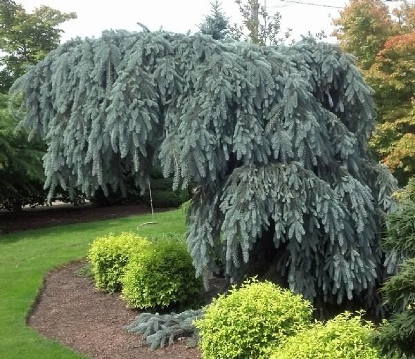 Spruce - Weeping Blue