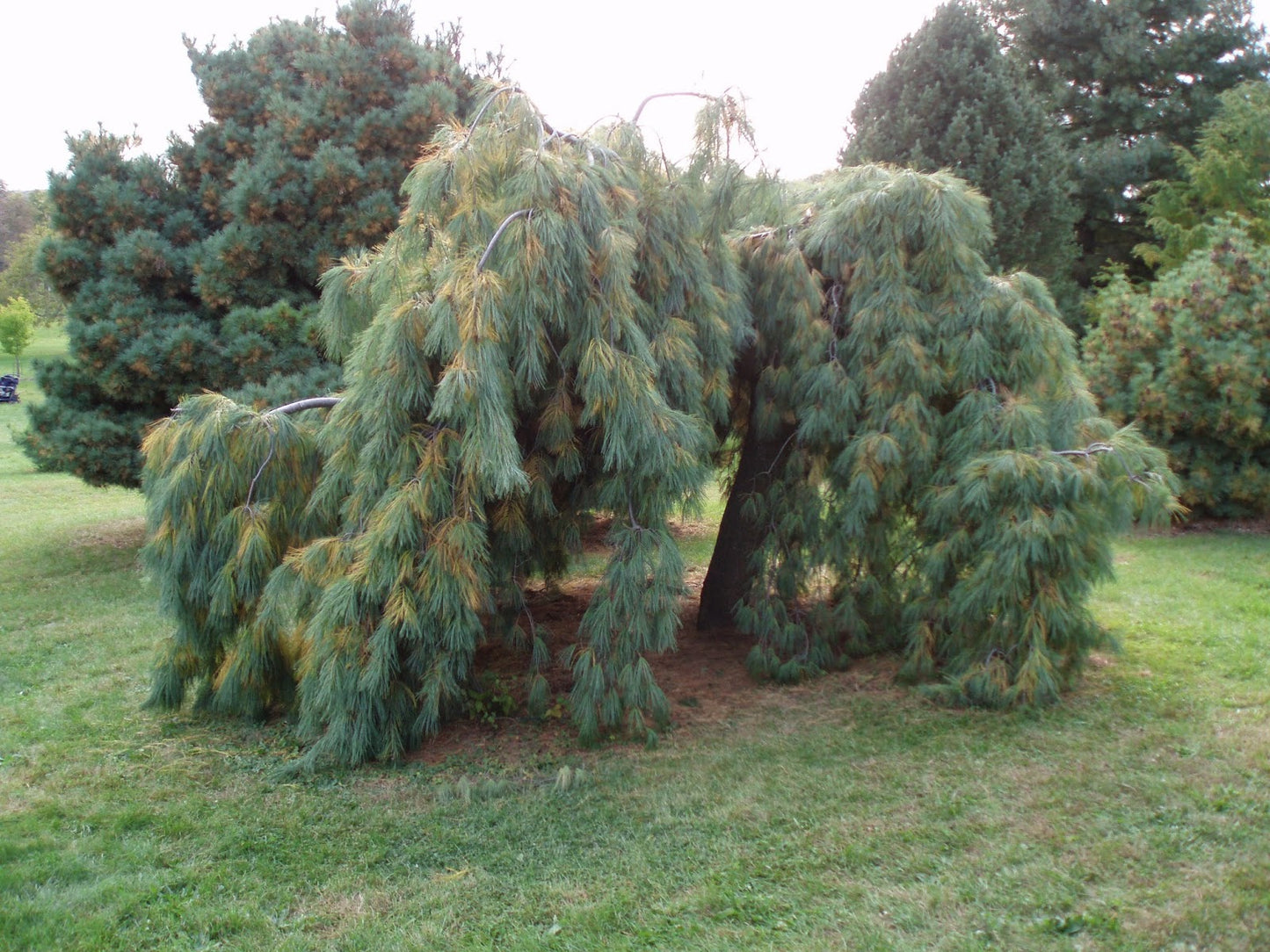 Pine - White Weeping