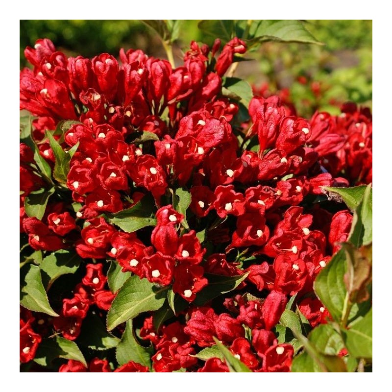 Weigela - Little Red Robin