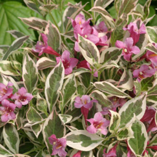 Weigela - My Monet