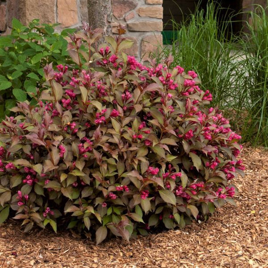 Weigela - Shining Sensation