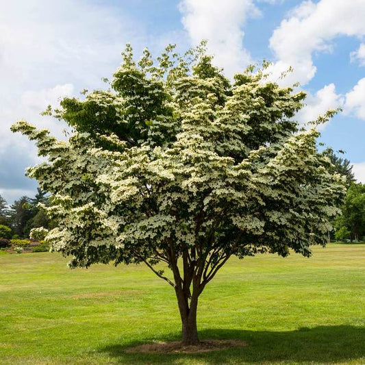 Dogwood - Korean White