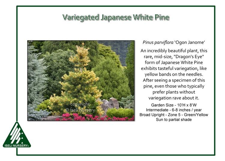 Pine - Variegated Japanese White