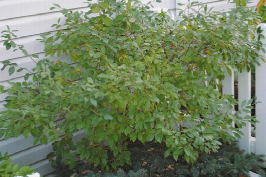 Winterberry - Jim Dandy Male