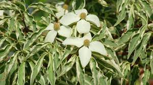 Dogwood - Wolf Eyes Variegated