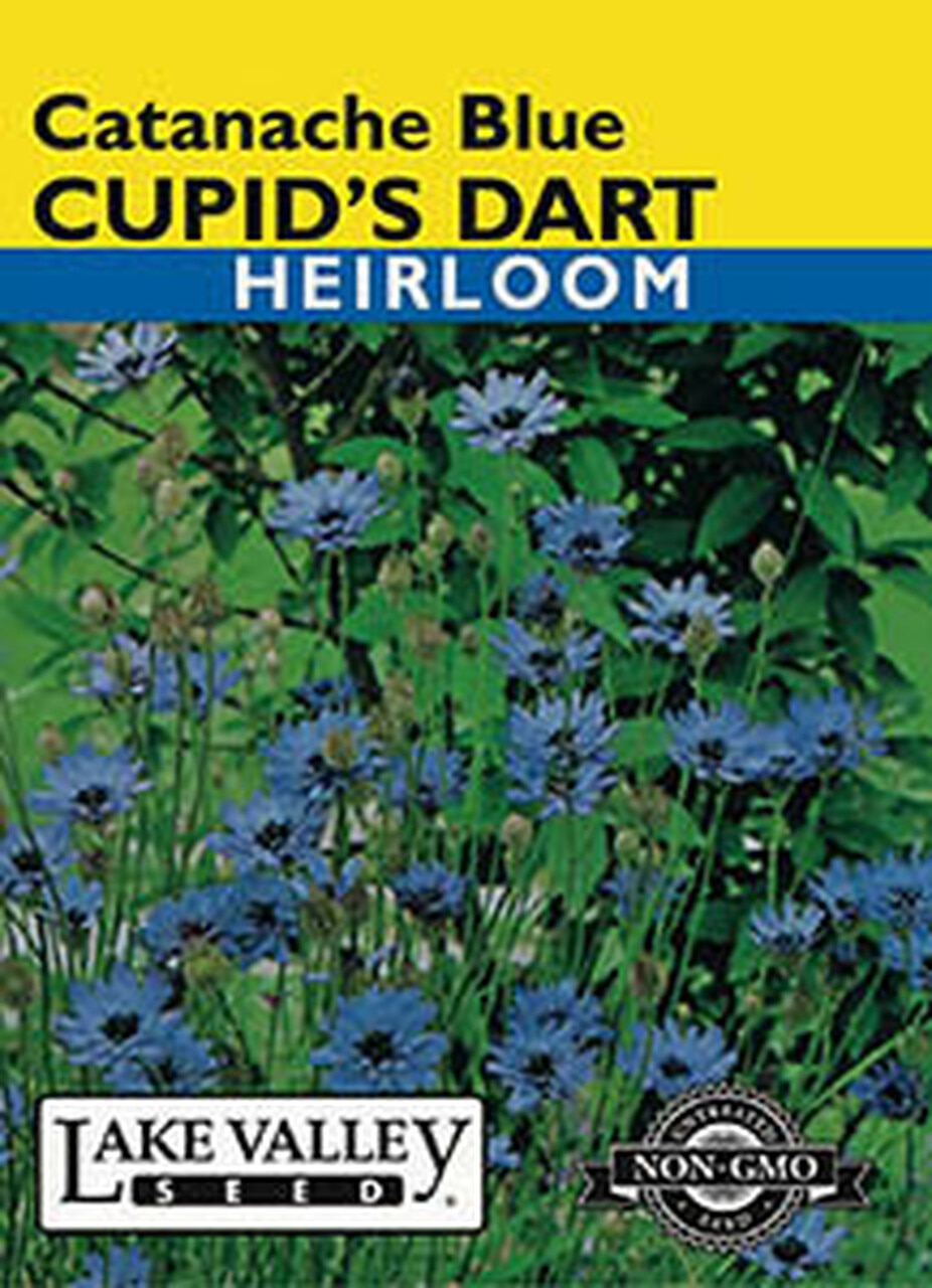 CUPID'S DART BLUE  HEIRLOOM